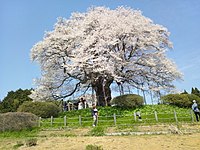 樹齢1000年ともいわれる醍醐桜