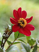 Dahlia 'Bishop of Auckland