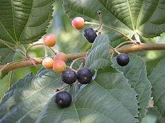 Fruits de Grewia Asiatica