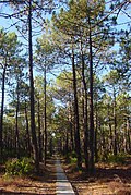 Piñeiro bravo (Pinus pinaster).