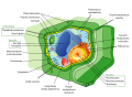 Image 37Structure of a plant cell (from Plant cell)