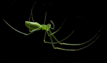 Tetragnatha squamata, au bord du lac Akasaka, dans la ville de Saitama, au Japon. (définition réelle 2 300 × 1 357)