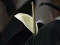 Anthurium