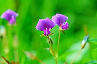 Inflorecencia de Desmodium triflorum