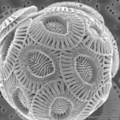 The coccolithophore Emiliania huxleyi