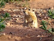 Gros rat du sable