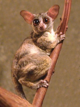 Galago senegalensis