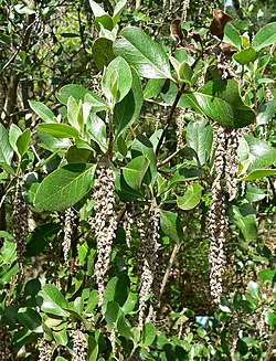 Garrya buxifolia