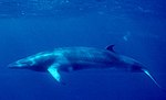 Common minke whale