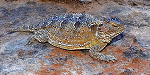 Mountain short-horned lizard (P. hernandesi), Culberson County, Texas, USA (19 May 2018)