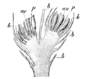 Parafysen (p) in de antheridia en archegonia van Phascum cuspidatum