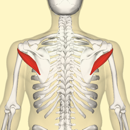 Musculus teres minor