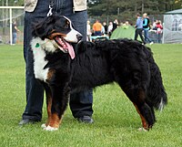 Anjing gunung Bern yang berdiri