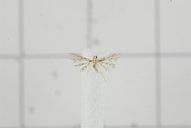 Tineodidae