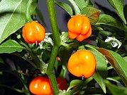 Habanero (C. chinense Jacquin)- pianta con fiori e frutti