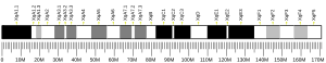 X chromosome (souris)