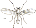 Thaumaleidae, 130 видов