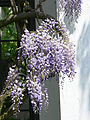 Wisteria floribunda