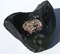 A partially "blown" spheroid pair in obsidian