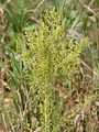 Artemisia annua