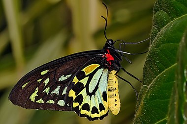 Cairns Birdwing