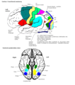 Cortical areas