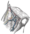 The great saphenous vein and its tributaries at the fossa ovalis