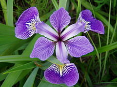 Iris versicolor