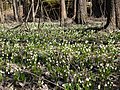 Leucojum vernum in Tsjechië