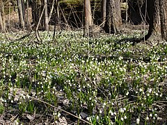 Leucojum vernum en Tchéquie.