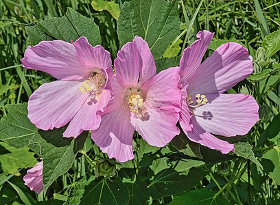 Hibiscus moscheutos, by The Cosmonaut