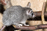 Rat épineux du Caire