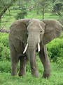 En afrikanesche Buschelefant mat senge groussen Oueren