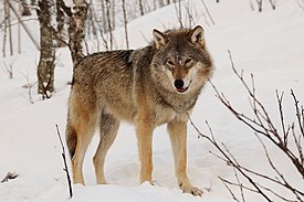 Евразийский волк в Полярном парке в Барду, Норвегия