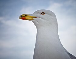 Medelhavstrut, en neognat fågel.