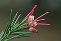 Grevillea rosmarinifolia, by Noodle snacks