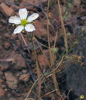 Minuartia douglasii