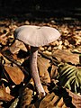 Laccaria amethystina, à l'état sec