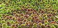 Sphagnum capillifolium (Ehrh.) Hedw.