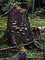 Image 47Fungus Climacocystis borealis on a tree stump in the Białowieża Forest, one of the last largely intact primeval forests in Central Europe (from Old-growth forest)