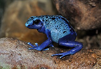 Dendrobates azureus