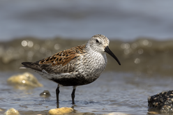 C. a. hudsonia in breeding plumage on spring migration, Delaware Bayshore, New Jersey