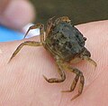 A small crab on a human hand.