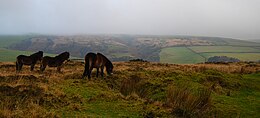 Three small brown horses on a grassy area of Exmoor. In the distance are hills.