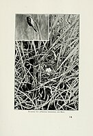 Nest with eggs from Pictures of Bird Life. Published in 1903, author R.B. Lodge noted the species' decline in the UK.[45]]]