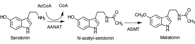 Synthesis of Melatonin