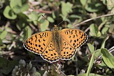 Klitperlemorsommerfugl - Argynnis niobe