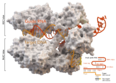 Une structure du Cas9 de S. aureus dans un complexe avec un ARN guide et son ADN cible.