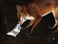 Raposa-vermelha urbana comendo de um saco de biscoitos em Dorset, Inglaterra