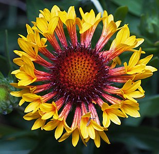 Gaillardia "fanfare", by JJ Harrison